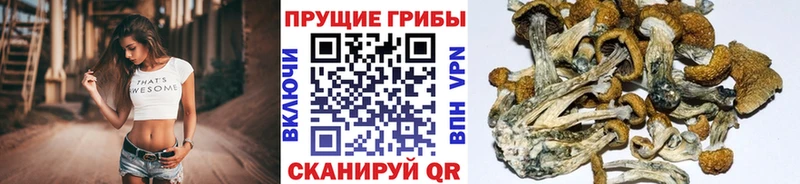 Псилоцибиновые грибы Psilocybe  Купить закладки  Болотное 